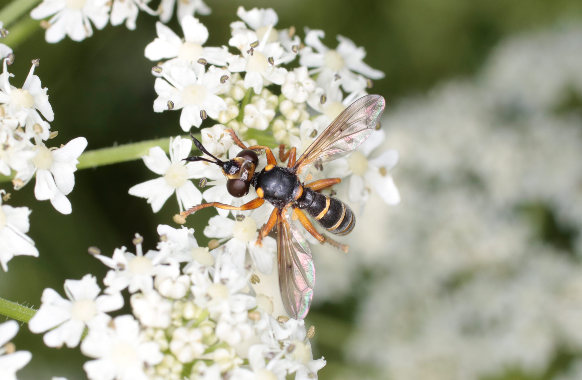 Conopidae: Abrachyglossun capitatum